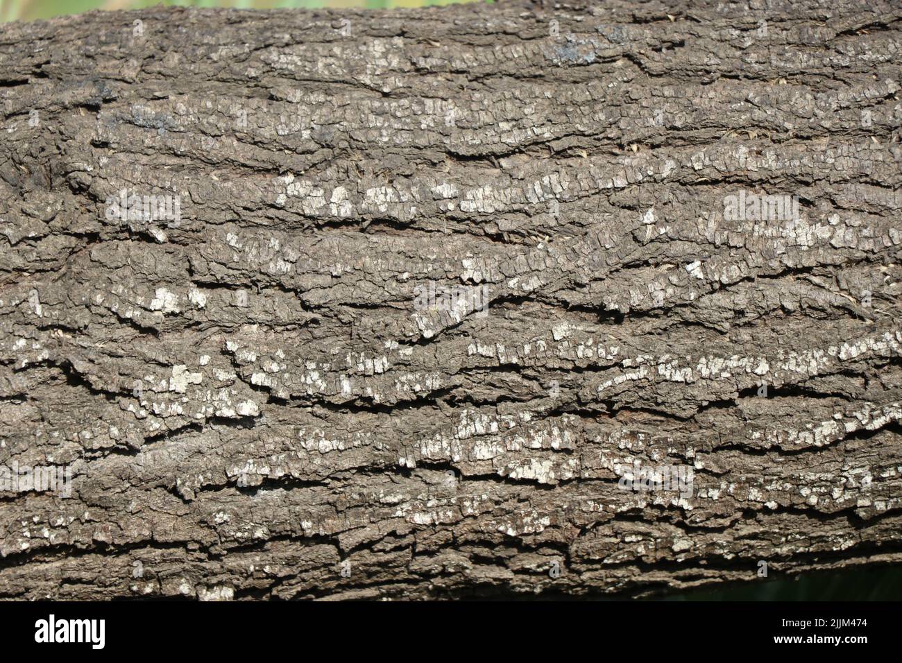Horizontal photo of tree bark with rays of sunlight falling on its surface Stock Photo