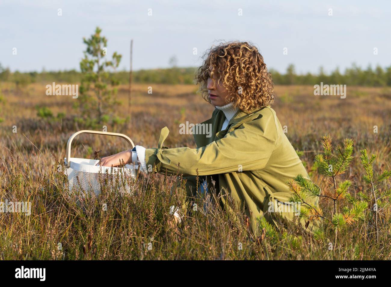 Young woman in trendy trench picking berries on autumn swamp holding white basket with cranberries Stock Photo