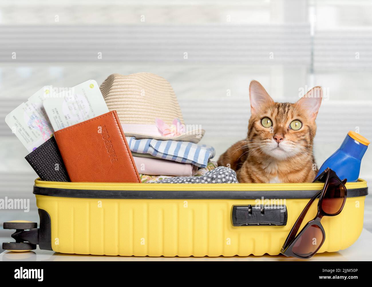 Funny cat in a suitcase with glasses, passports, tickets and clothes