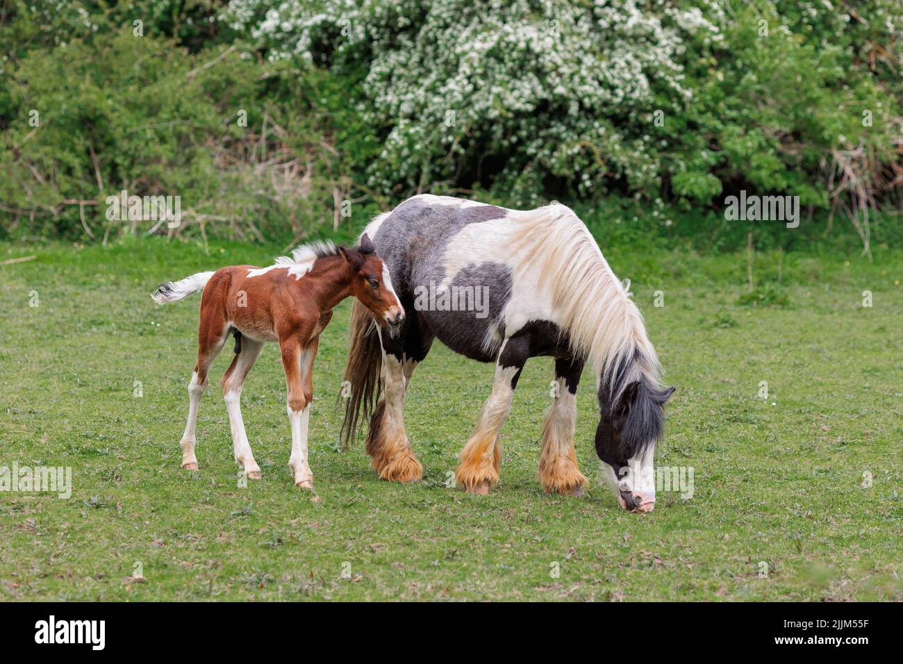 Two horses grazing, a mother with a young newborn foal Stock Photo