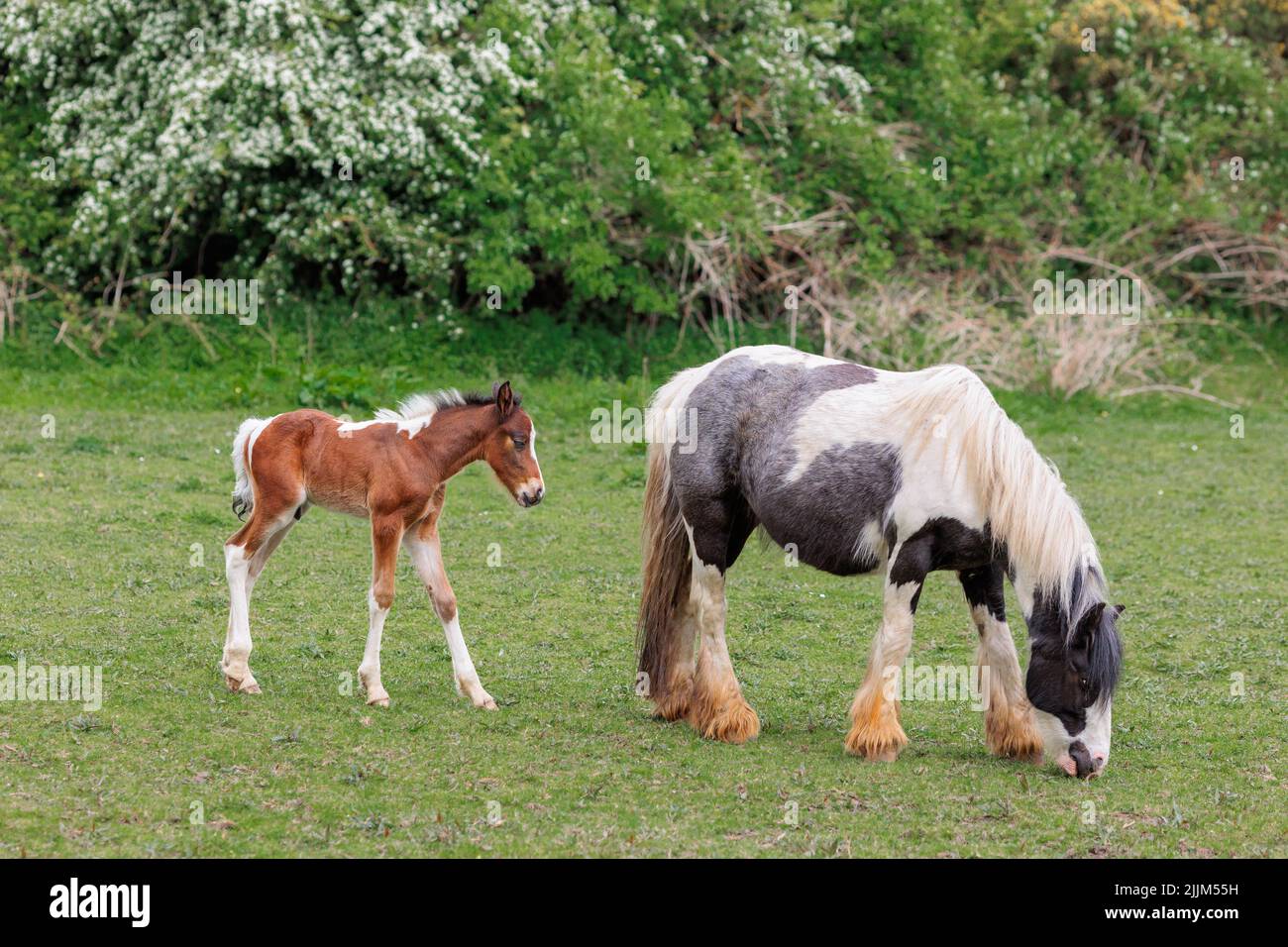Two horses grazing, a mother with a young newborn foal Stock Photo