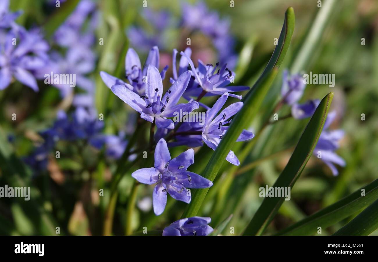 Chionodox Lucilia Flowers - Scilla Luciliae - blue and delicate flowers Stock Photo