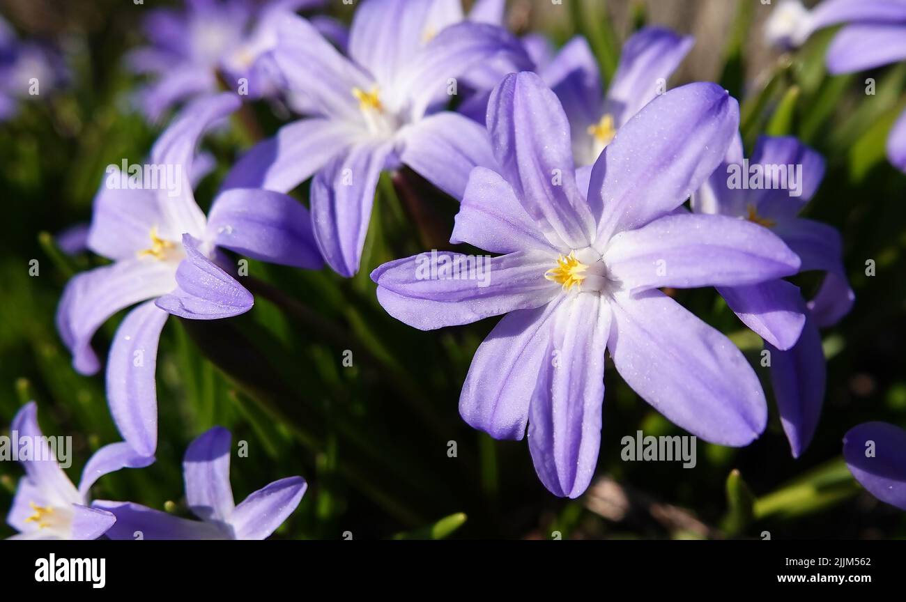 Chionodox Lucilia Flowers - Scilla Luciliae - blue and delicate flowers Stock Photo