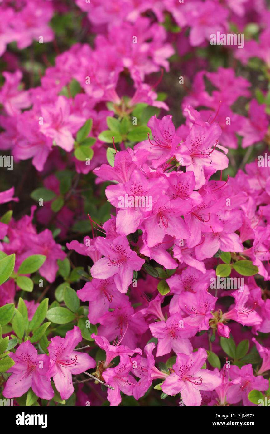 Beautiful Spring Azalea Flowers In Full Bloom Growing In The Sunny beautiful-spring-azalea-flowers-in-full-bloom-growing-in-the-sunny