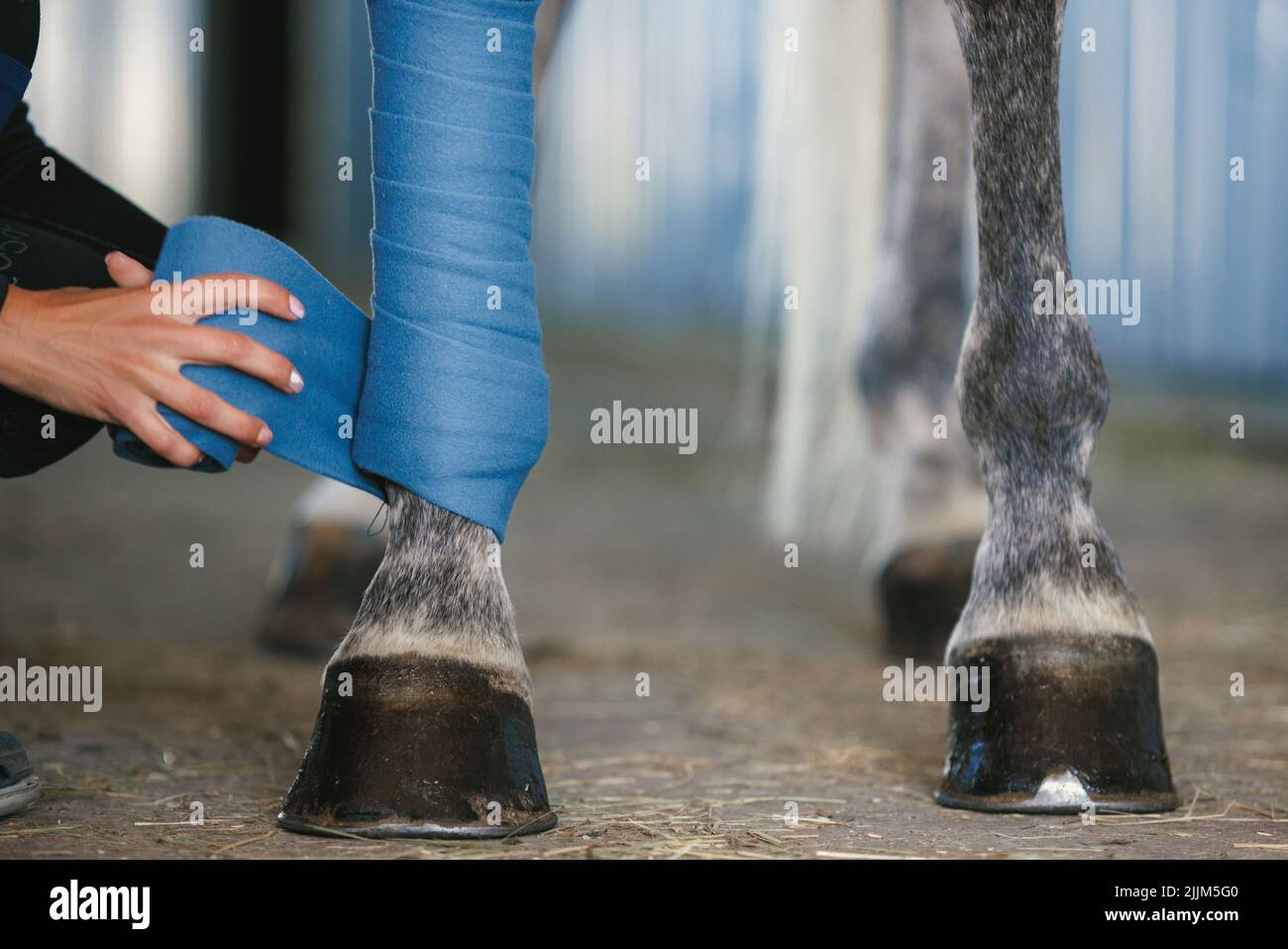 Female hands putting some polo leg wraps to grey color horse. Training