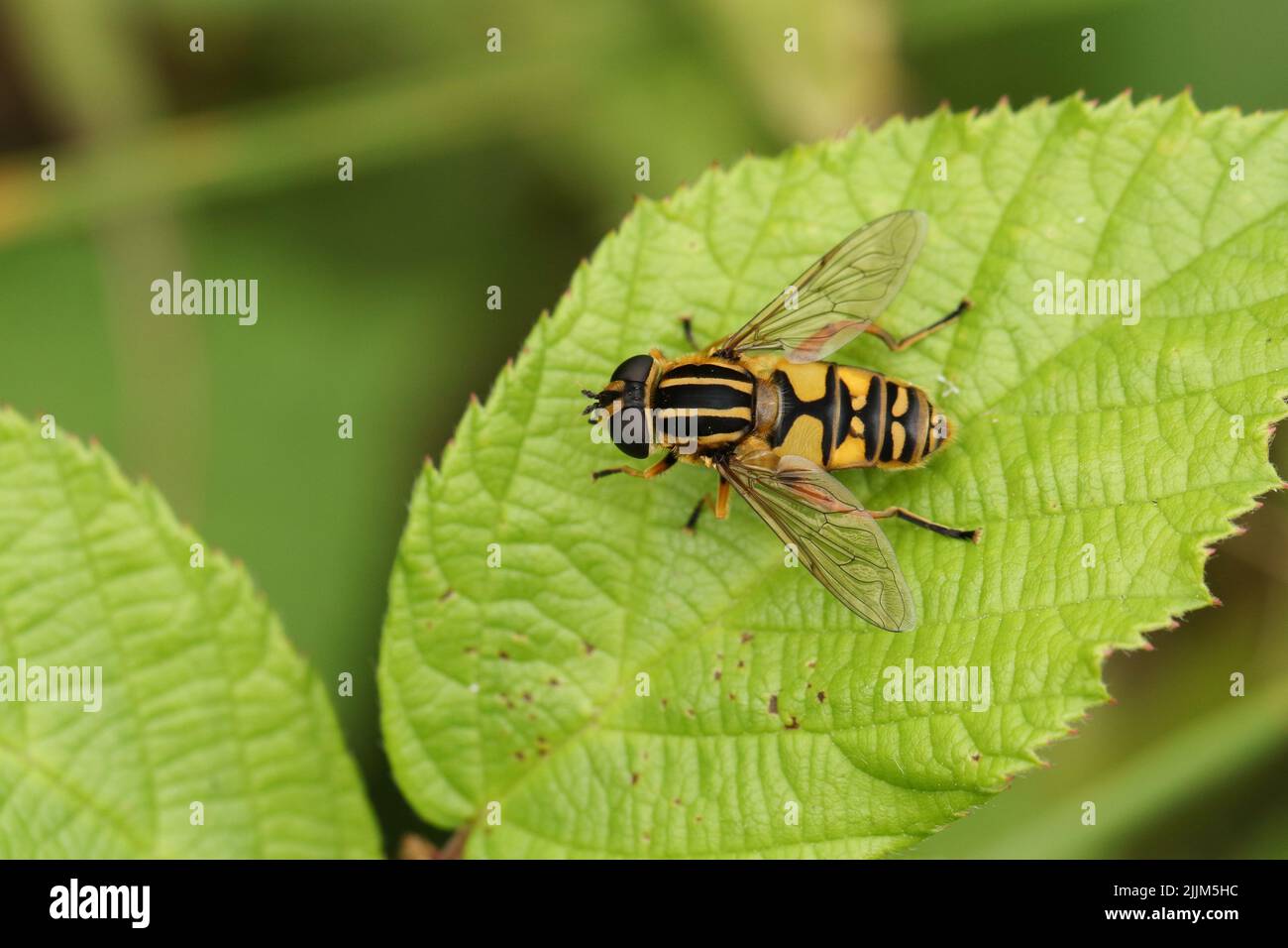 The Footballer Hoverfly, Helophilus pendulus, resting on a leaf. Stock Photo