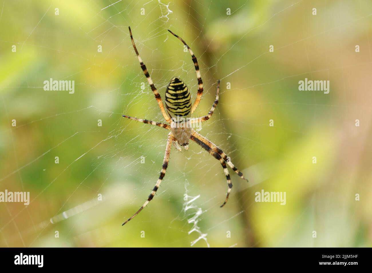 A hunting female Wasp Spider, Argiope bruennichi, on its web. Stock Photo