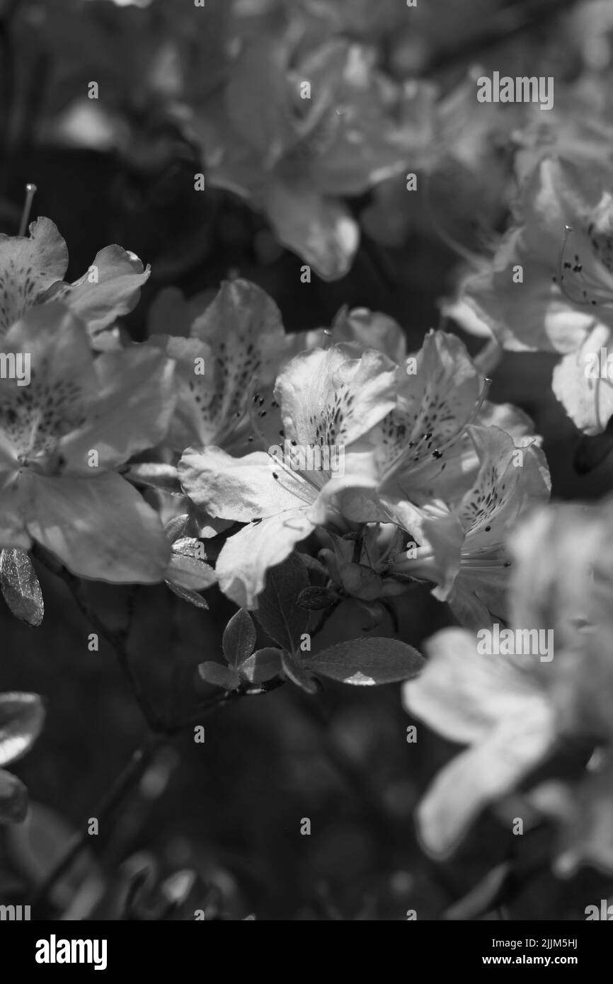 Azalea detail Black and White Stock Photos & Images - Alamy