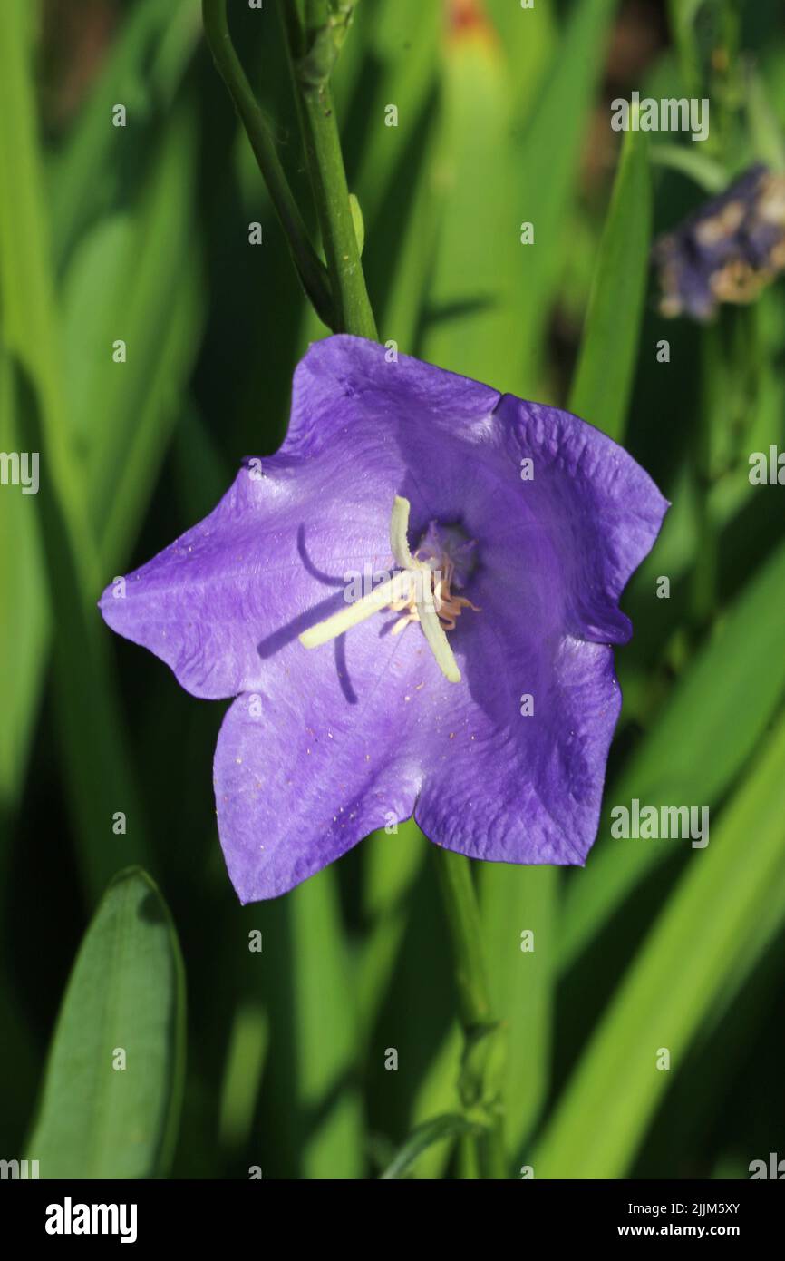 Blue canterbury bell, Campanula unknown species, flower in close up with a blurred background of leaves. Stock Photo