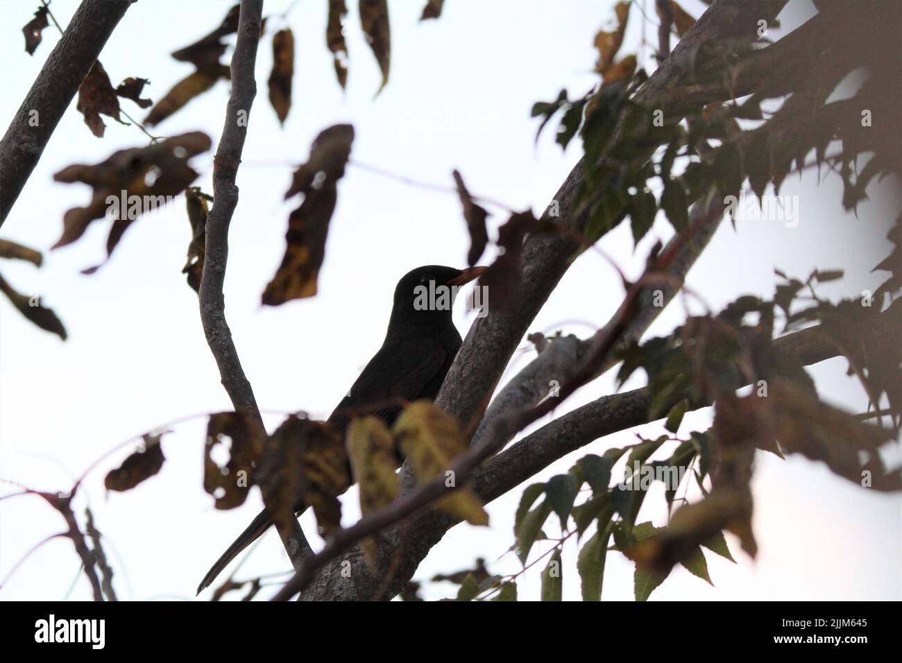 A bird perched on a tree Stock Photo