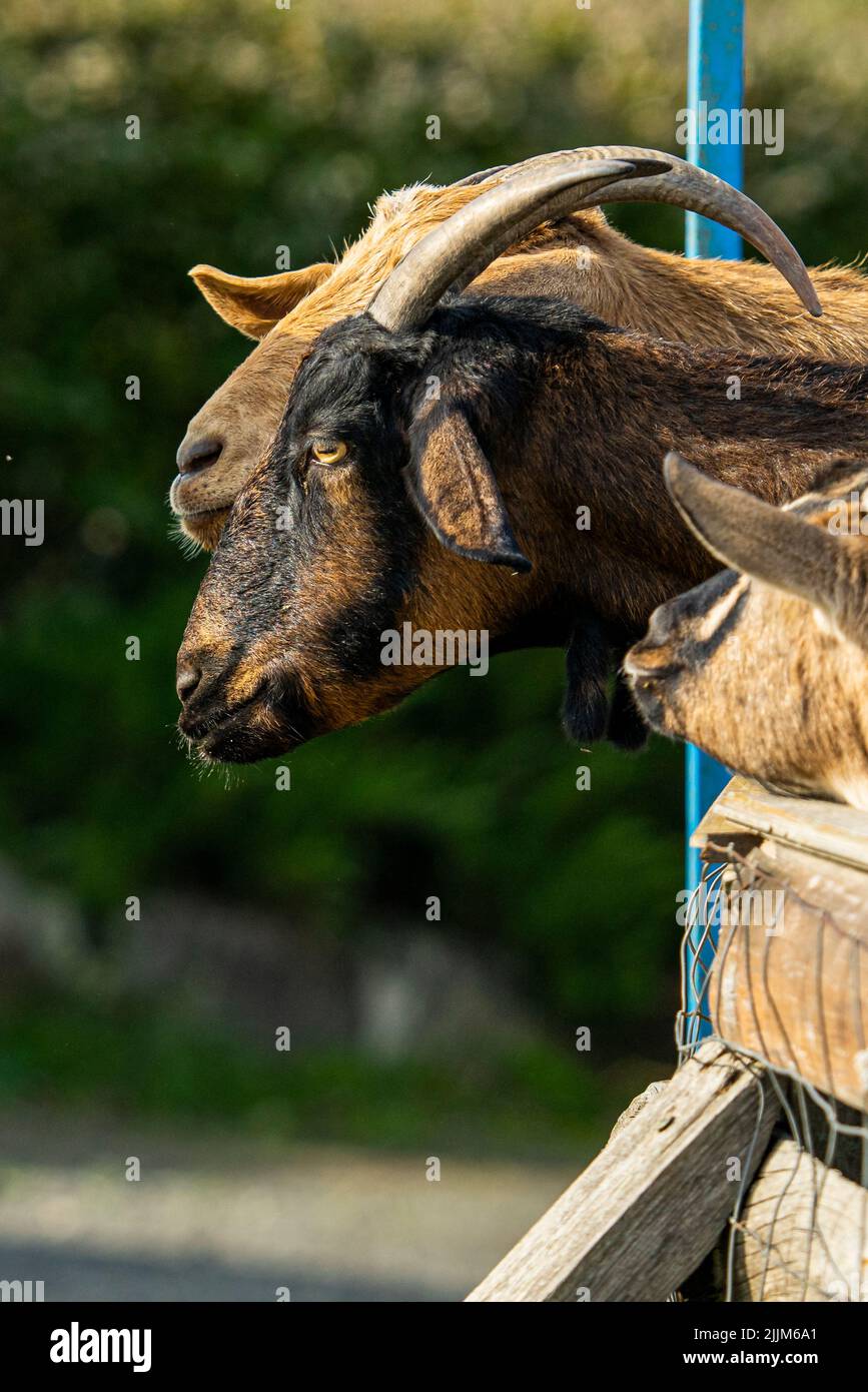 A vertical shot of the heads of goats in a farm on a blurry background Stock Photo
