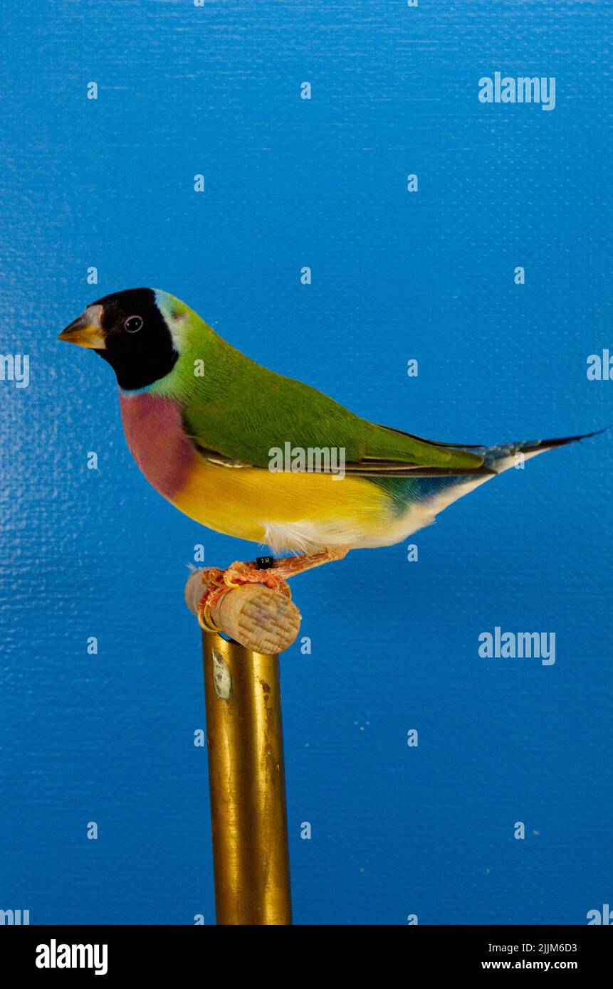 A vertical shot of a Gouldian finch bird standing on a bird stand