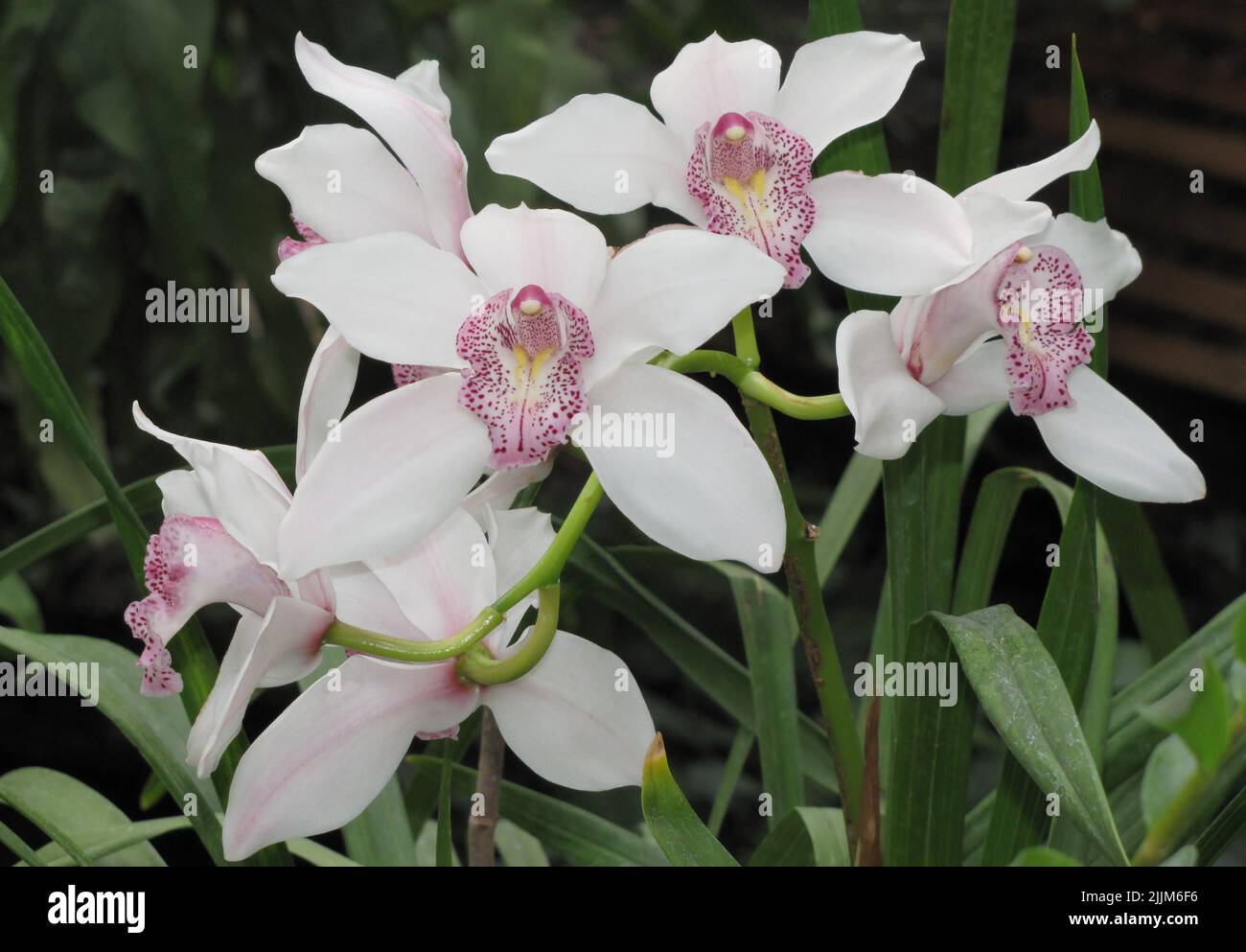 Orchid flowers - Phalaenopsis - butterfly close-up very delicate and beautiful Stock Photo