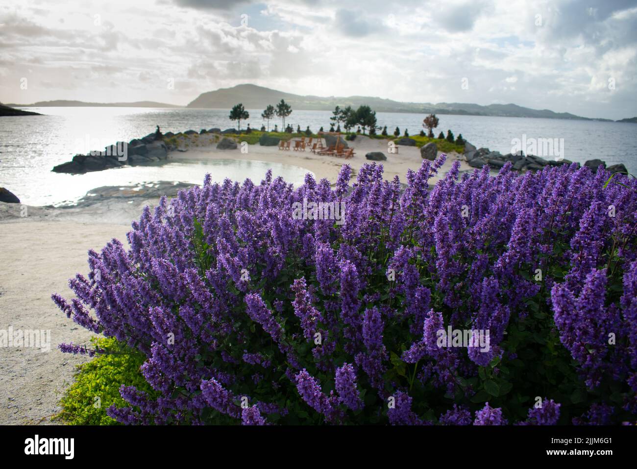 Scandinavian flower hires stock photography and images Alamy