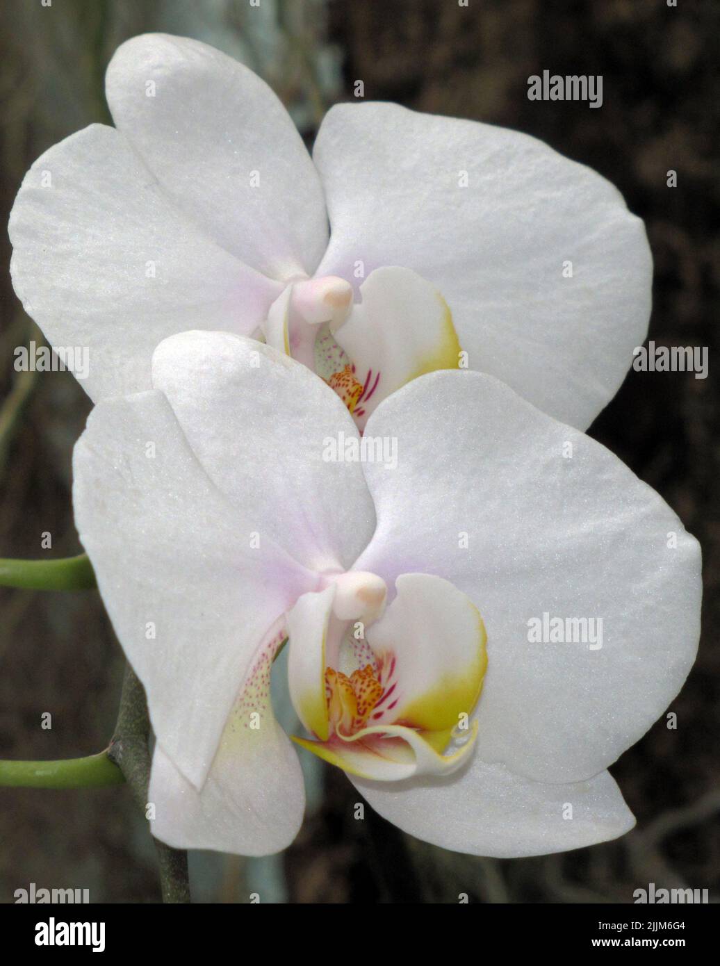 Orchid flowers - Phalaenopsis - butterfly close-up very delicate and beautiful Stock Photo