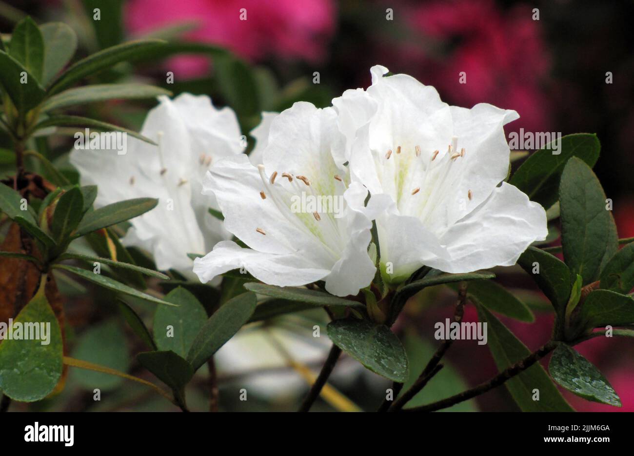 Flowers of Rhododendron white (Cunningham's White) close-up very delicate and beautiful Stock Photo