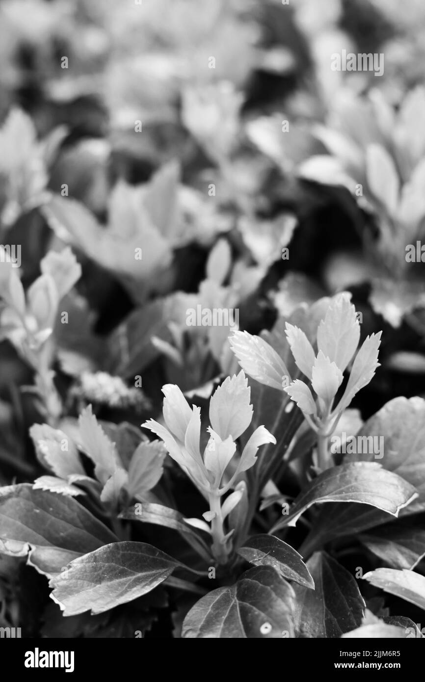 Leafy detail Black and White Stock Photos & Images - Alamy