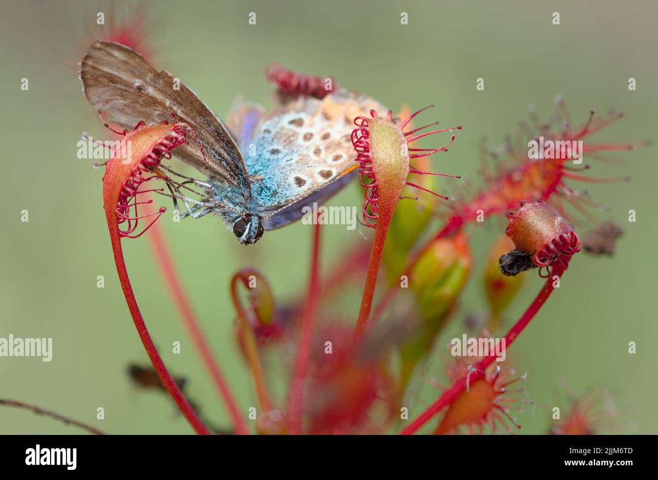 Common Blue Butterfly, Polyommatus icarus Trapped Caught By An Oblong Leaved Sundew, Drosera intermedia, New Forest UK Stock Photo