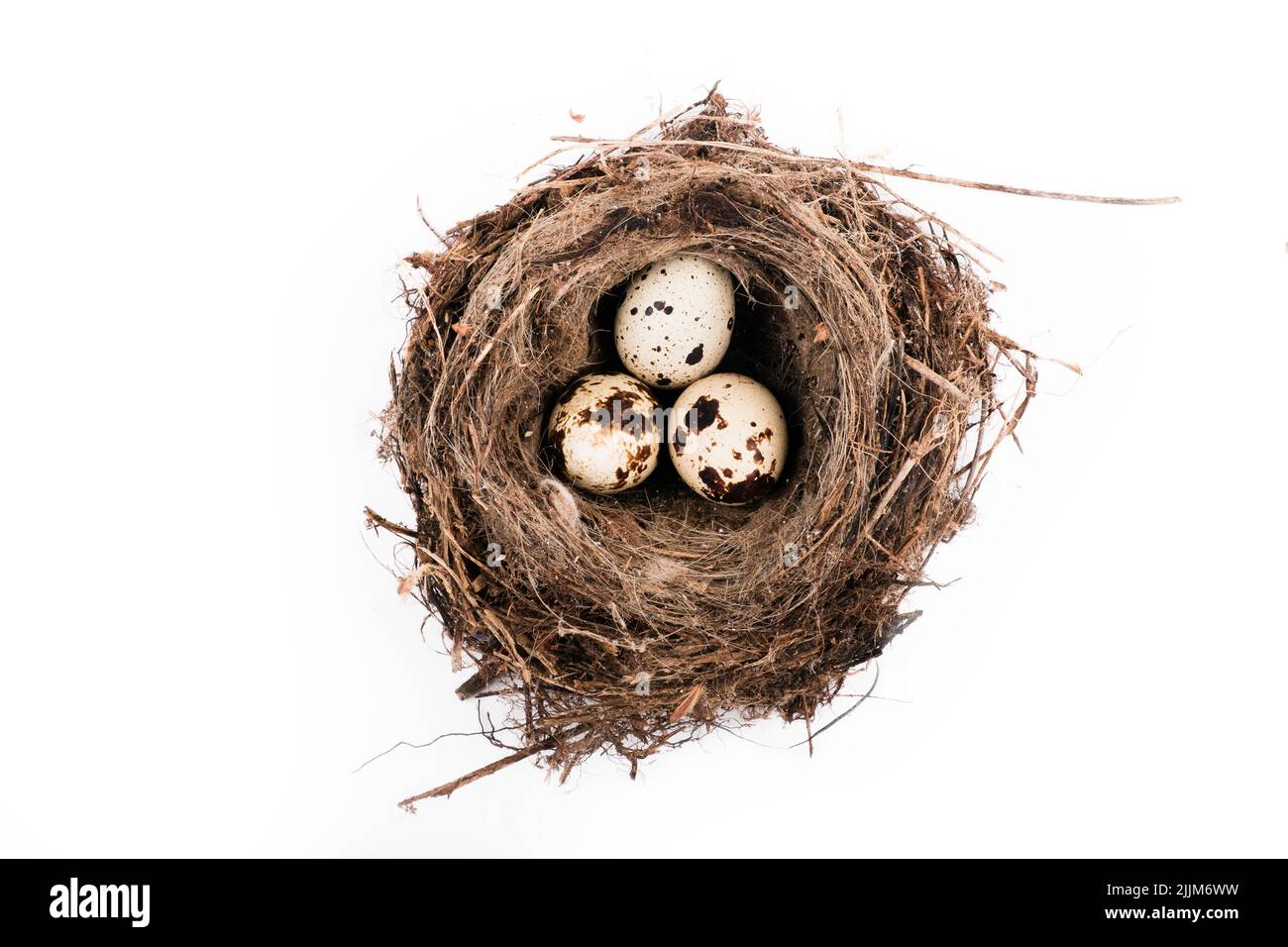 top view of eggs in bird nest isolated on white background Stock Photo ...