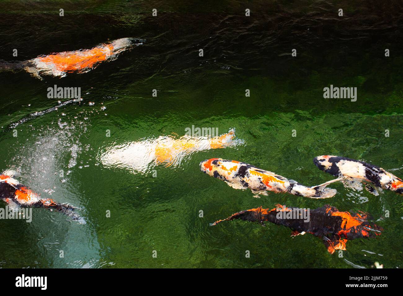 Colored varieties japan fancy carp or Koi japanese fish more specifically nishikigoi swimming in freshwater at water pond and pool in garden park at C Stock Photo
