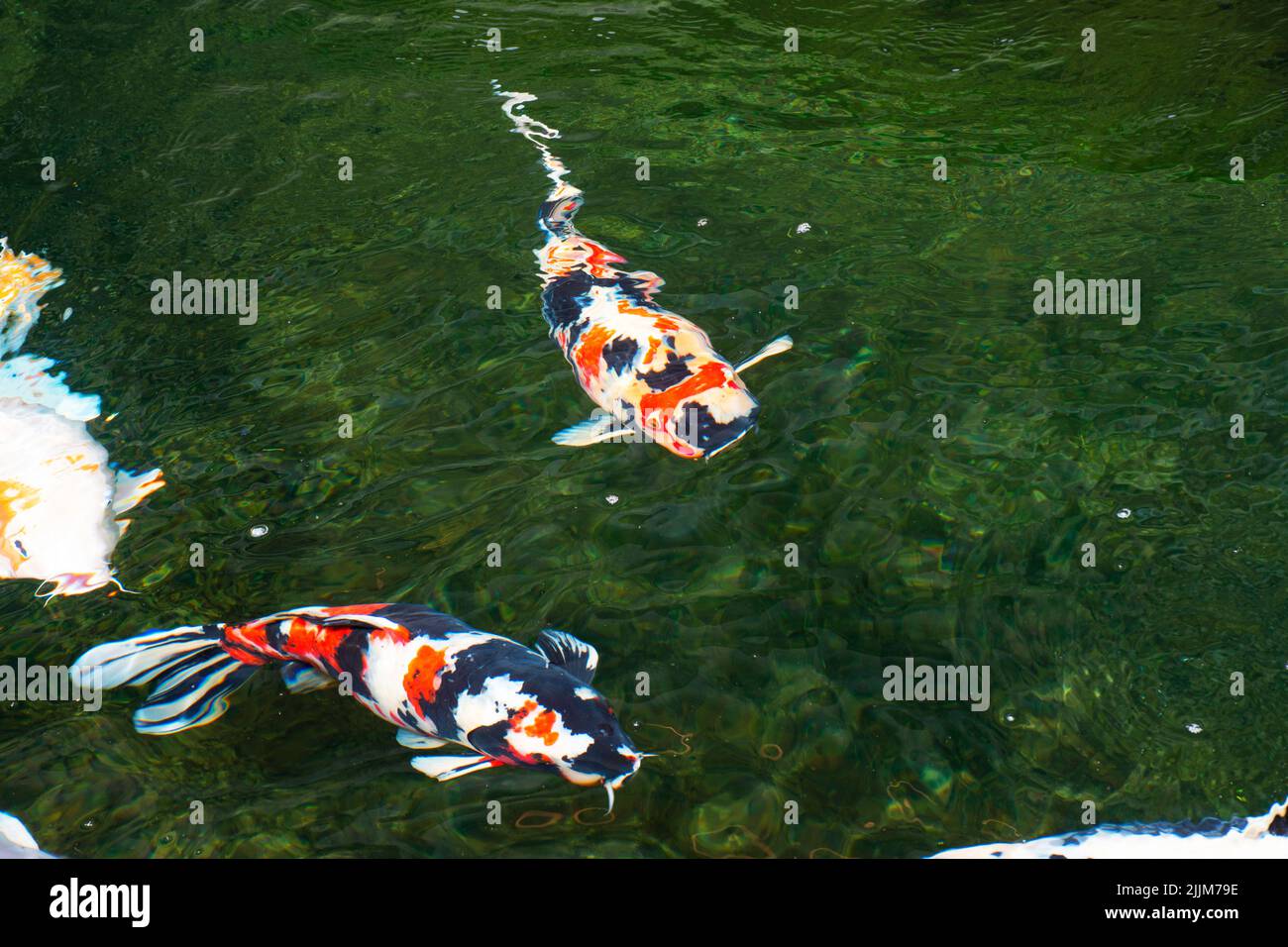 Colored varieties japan fancy carp or Koi japanese fish more specifically nishikigoi swimming in freshwater at water pond and pool in garden park at C Stock Photo