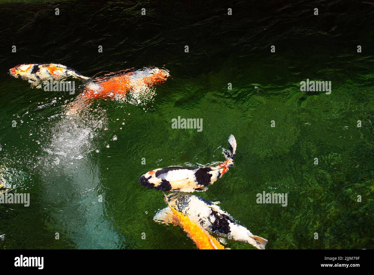 Colored varieties japan fancy carp or Koi japanese fish more specifically nishikigoi swimming in freshwater at water pond and pool in garden park at C Stock Photo