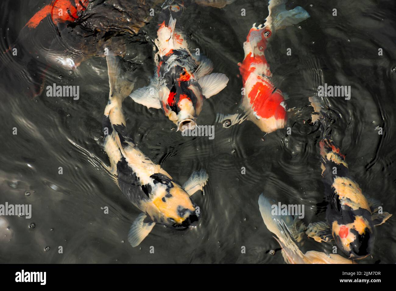 Colored varieties japan fancy carp or Koi japanese fish more specifically nishikigoi swimming in freshwater at water pond and pool in garden park at C Stock Photo