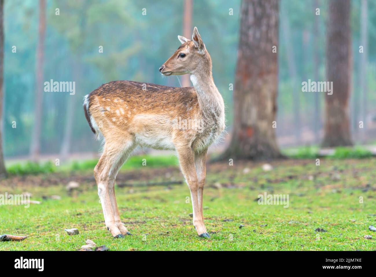 The female European fallow deer, also known as the common fallow deer ...