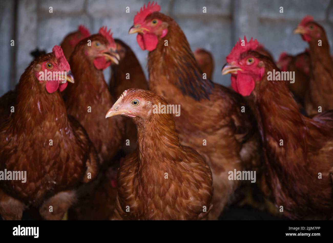 Red Cockerel Rhode Island Red rooster and hen head chicken flock