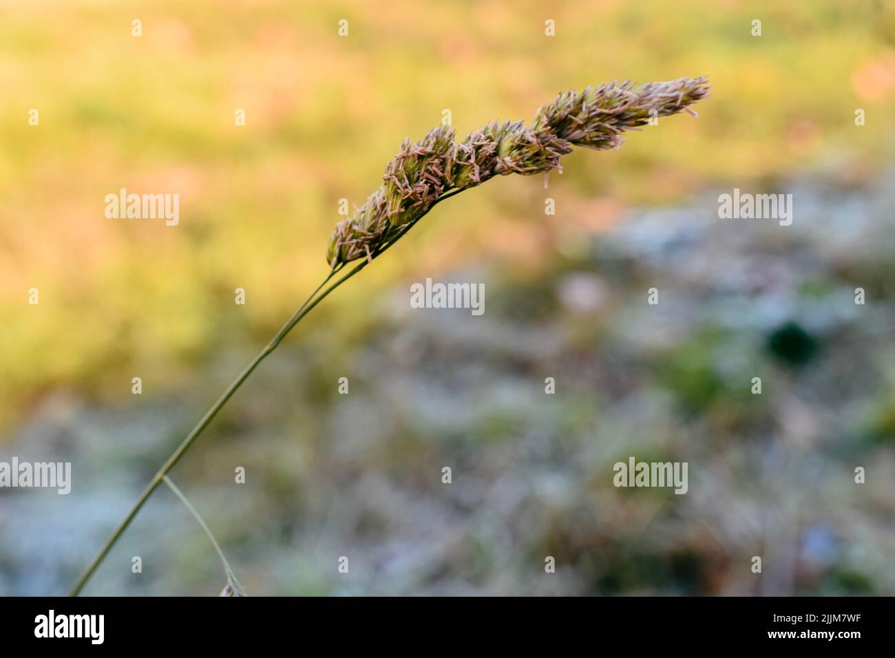 A shallow focus of a brown grass on sunrise with blurred sunny background Stock Photo