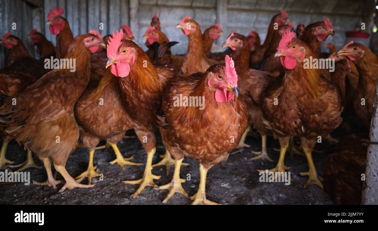 Cockerel Rhode Island Red rooster chickens Poultry family village