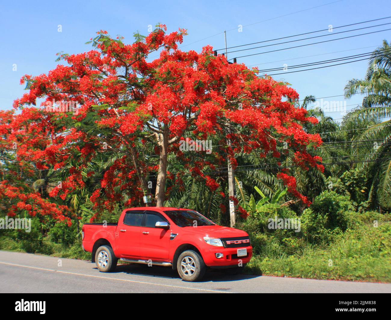 A red Ford Ranger XLT with a matching flame tree. Stock Photo