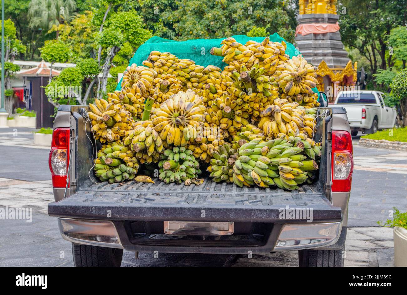 An Asian banana delivery on the loading platform of a pickup utility