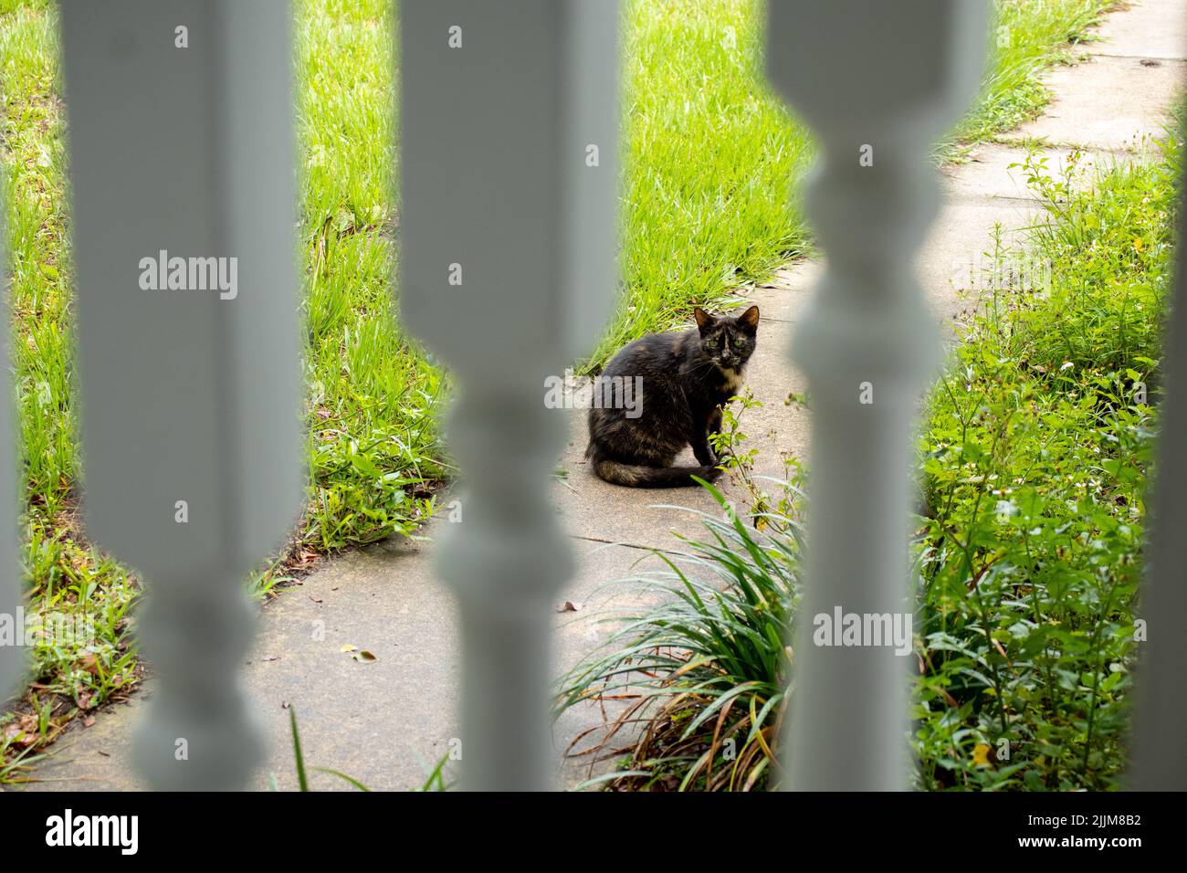 A view of black cat sitting on ground behind white fences Stock Photo ...