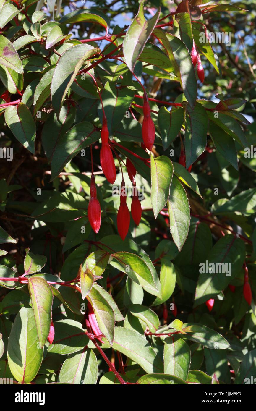 A vertical shot of Fuchsia flowers in the daytime. Stock Photo