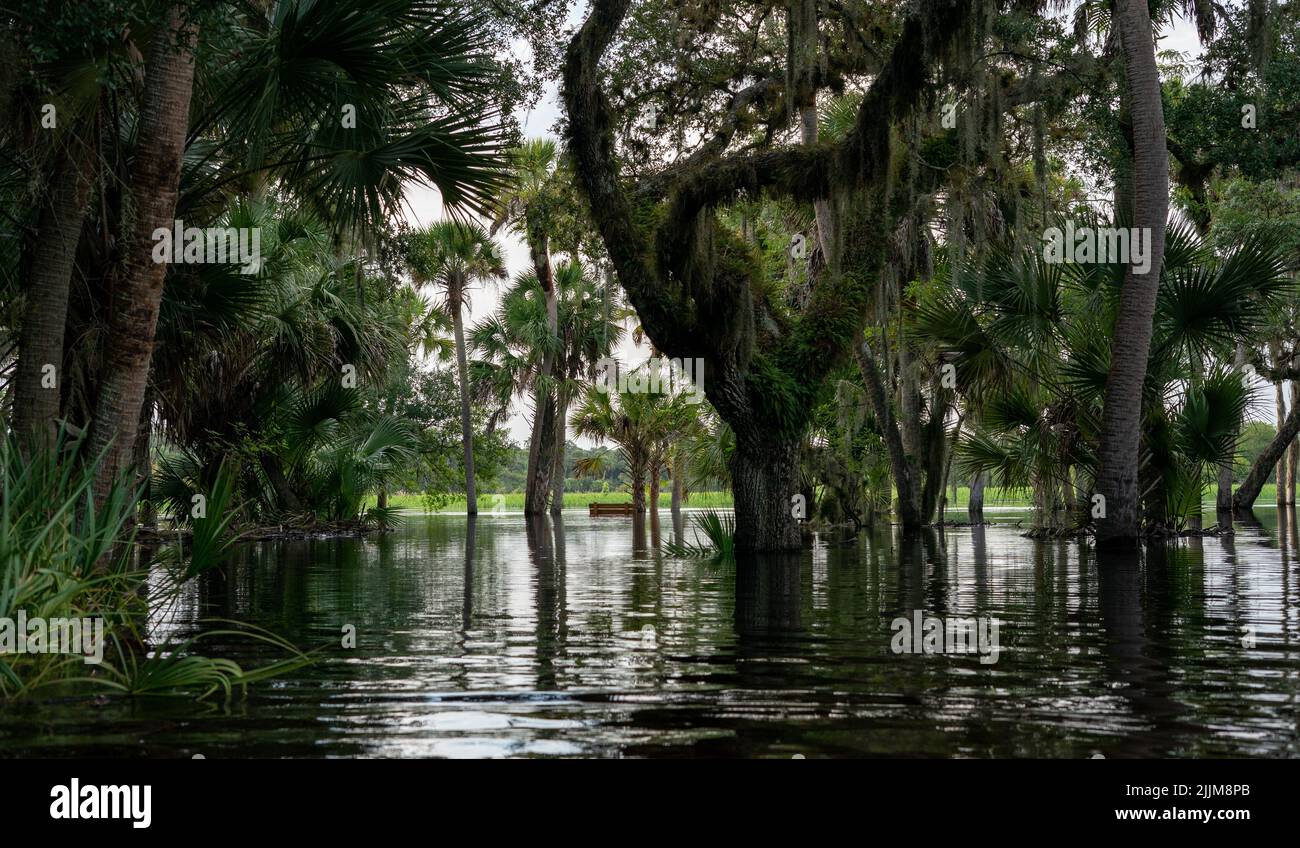 The Myakka State Park in Florida Stock Photo Alamy