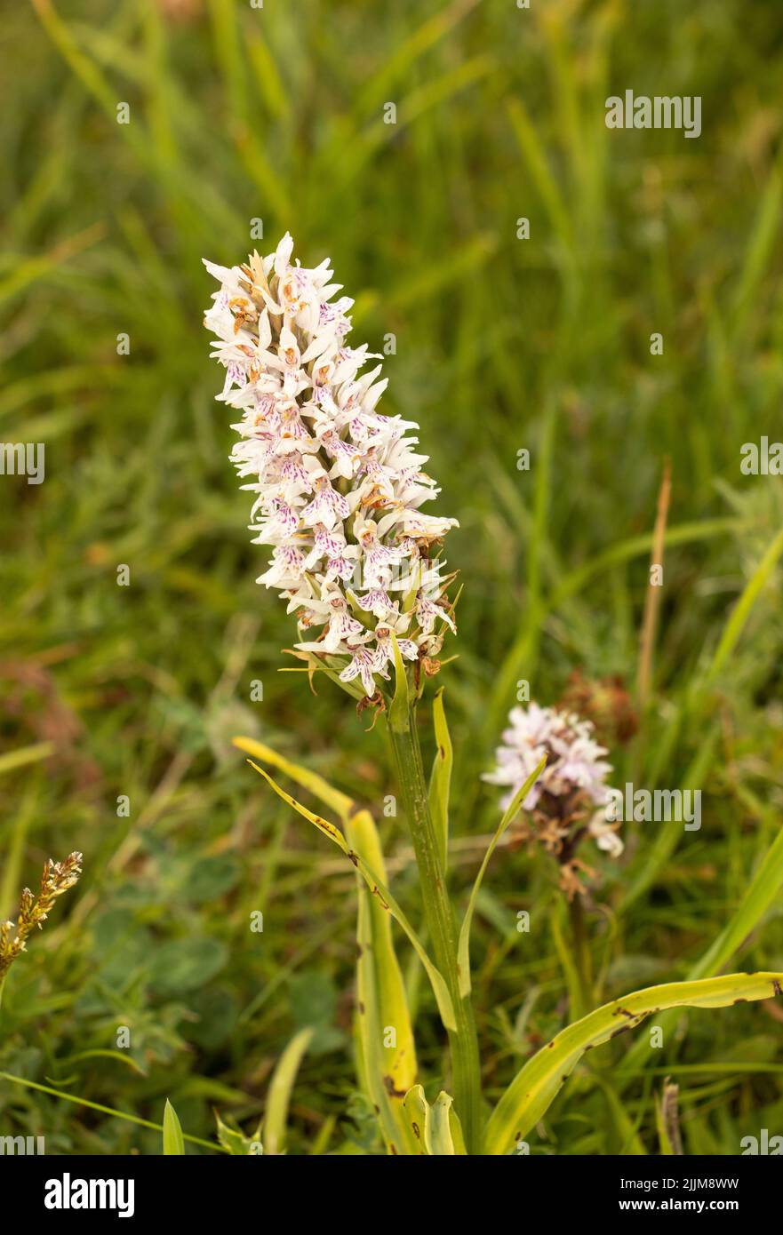 The Early Marsh Orchid has usually finished flowering by mid-July. The flowers are paler and leaves less spotted than its relatives. Stock Photo
