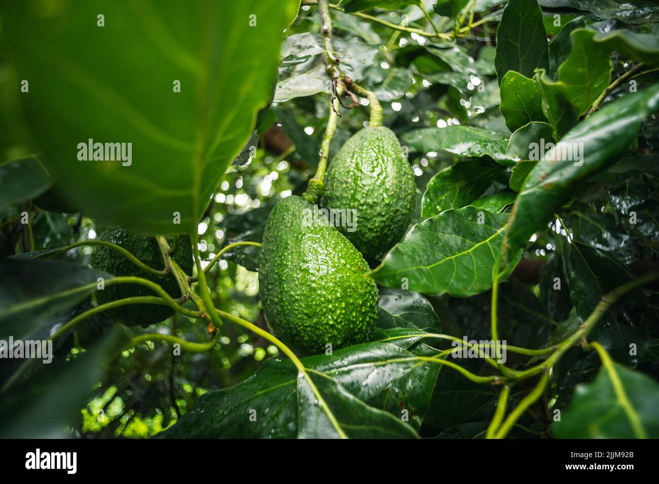 A closeup of Hass avocados growing on a tree Stock Photo Alamy