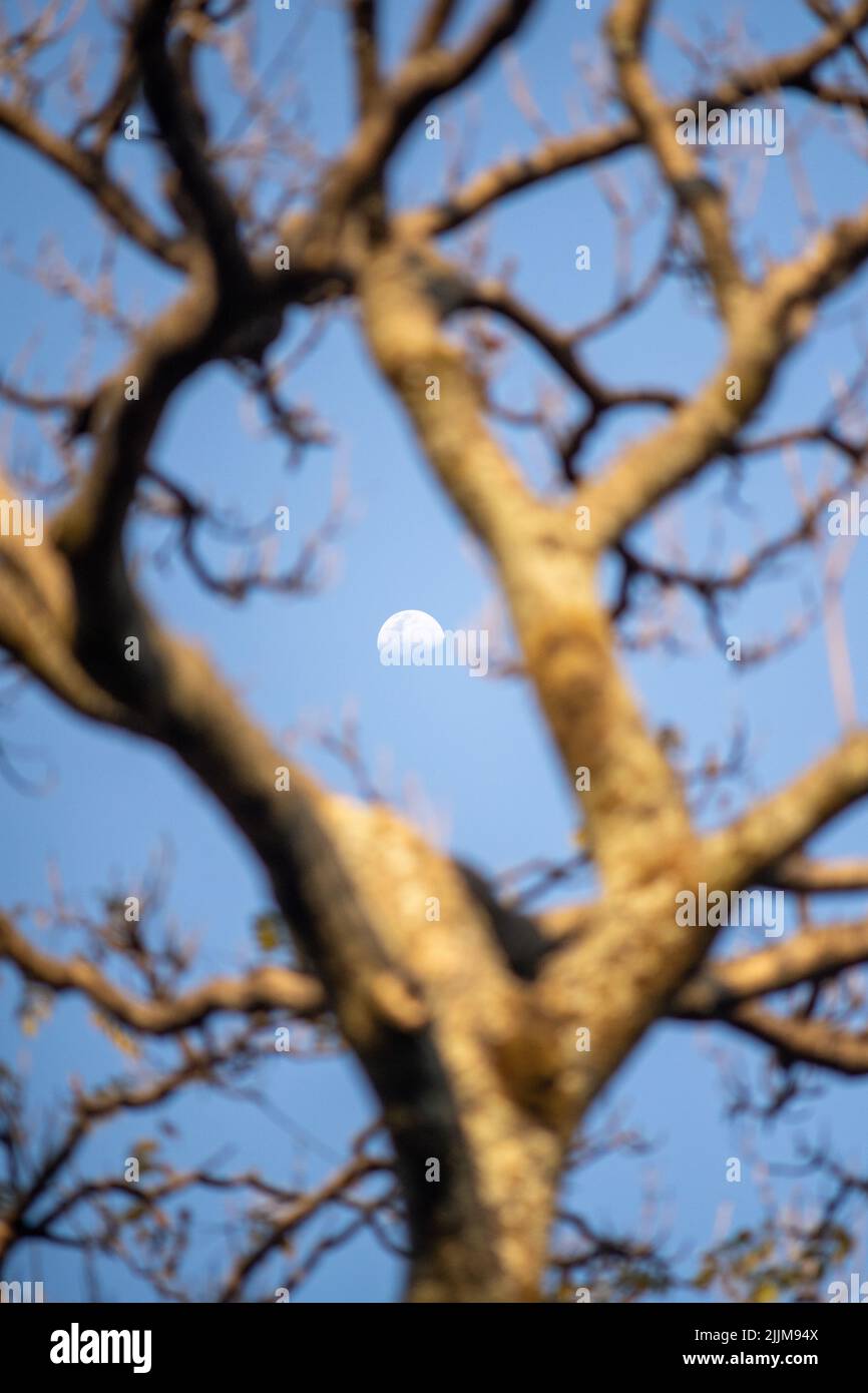 A vertical low angle shot of the moon in the blue sky behind the ...