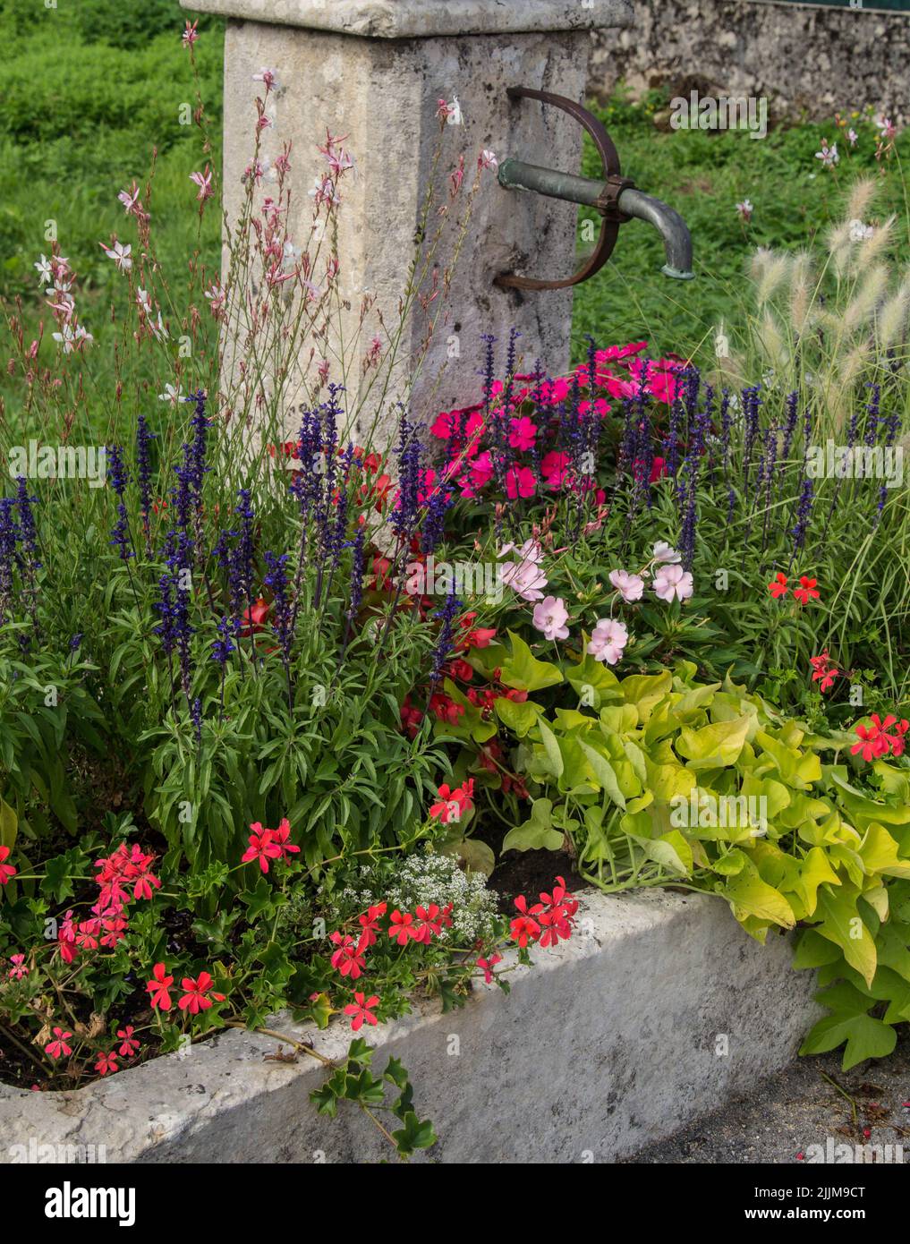 A closeup shot of flowers in Izernore, Isere, France Stock Photo