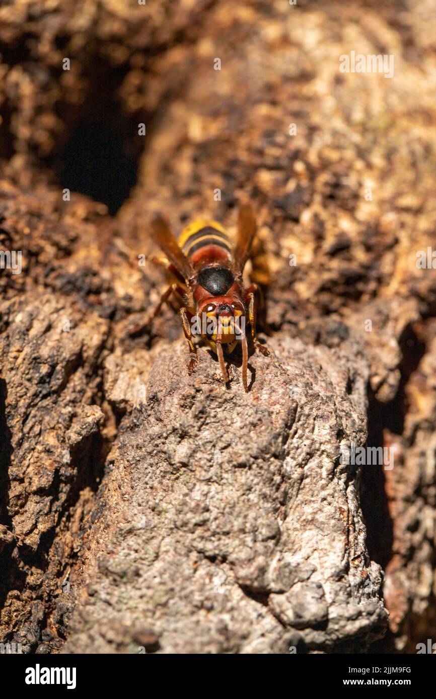 Hornet. The hornet's nest. Bee nest in tree bark. close up Stock Photo