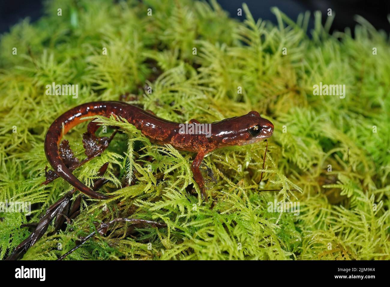Closeup on a male orange brown  Californian Ensatina eschscholtzii picta salamander, sitting on green moss Stock Photo