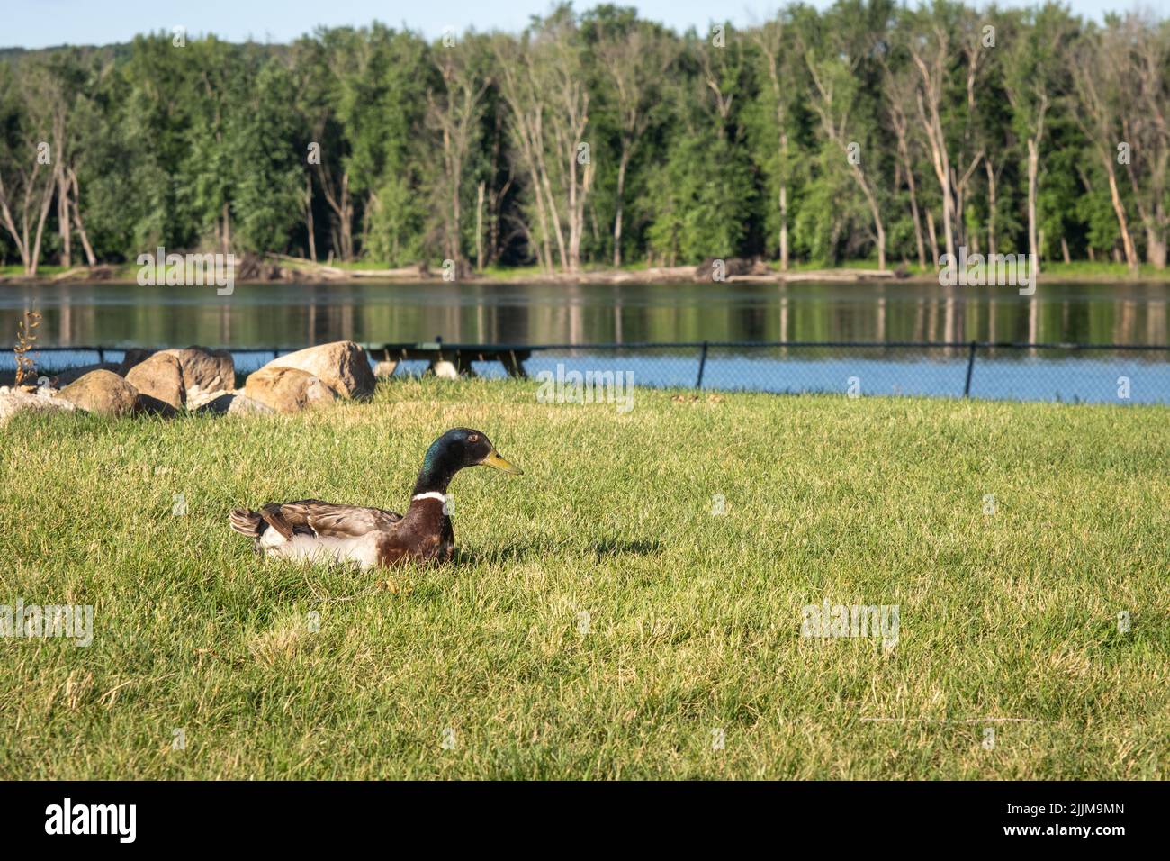 Mallard duck sitting in green grass in park next to Mississippi River