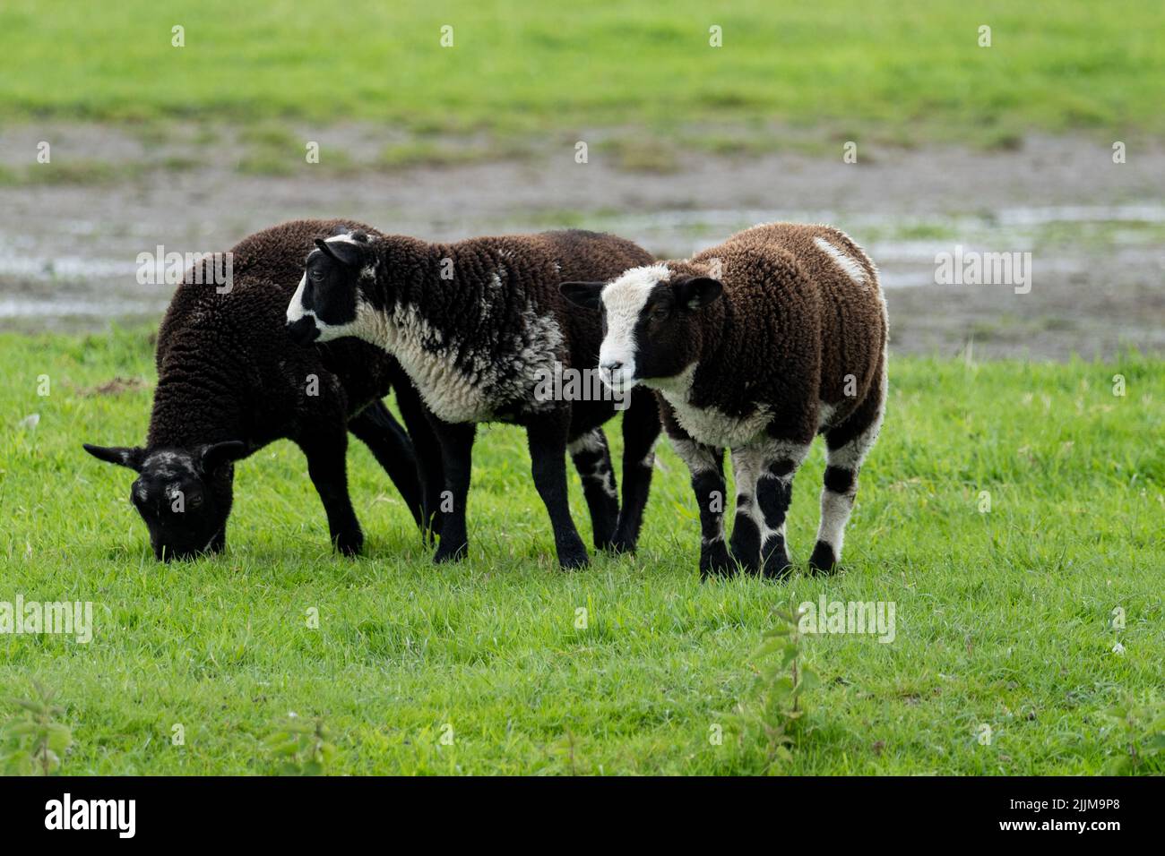 A closeup of fluffy sheep on a green grass Stock Photo