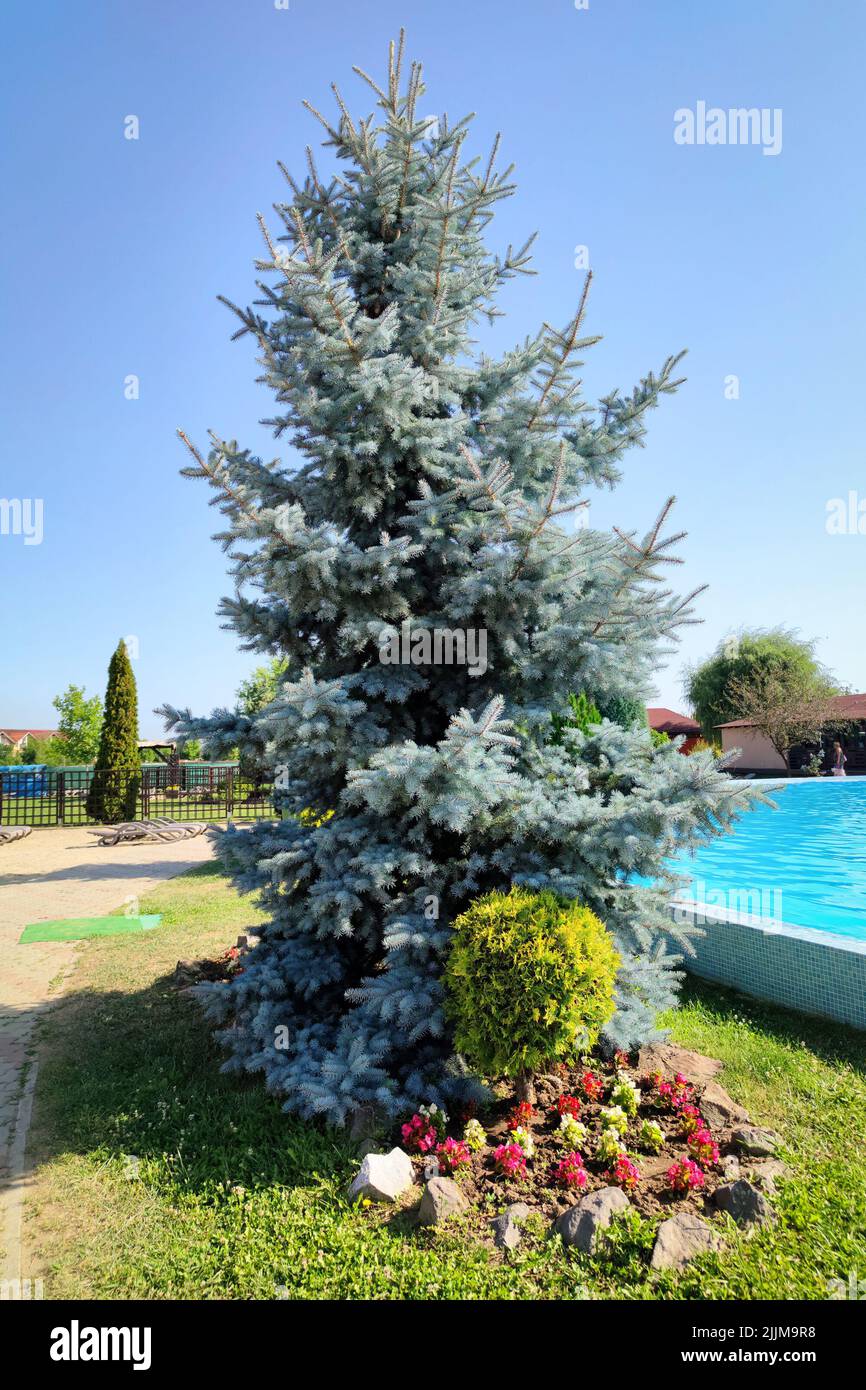 Blue spruce (Picea pungens glauca) along the water of a swimming pool Stock Photo