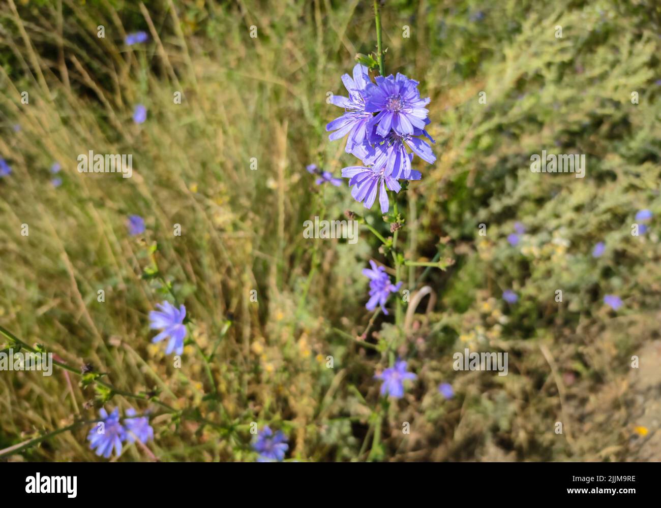 Cornflower along the side of the road Stock Photo