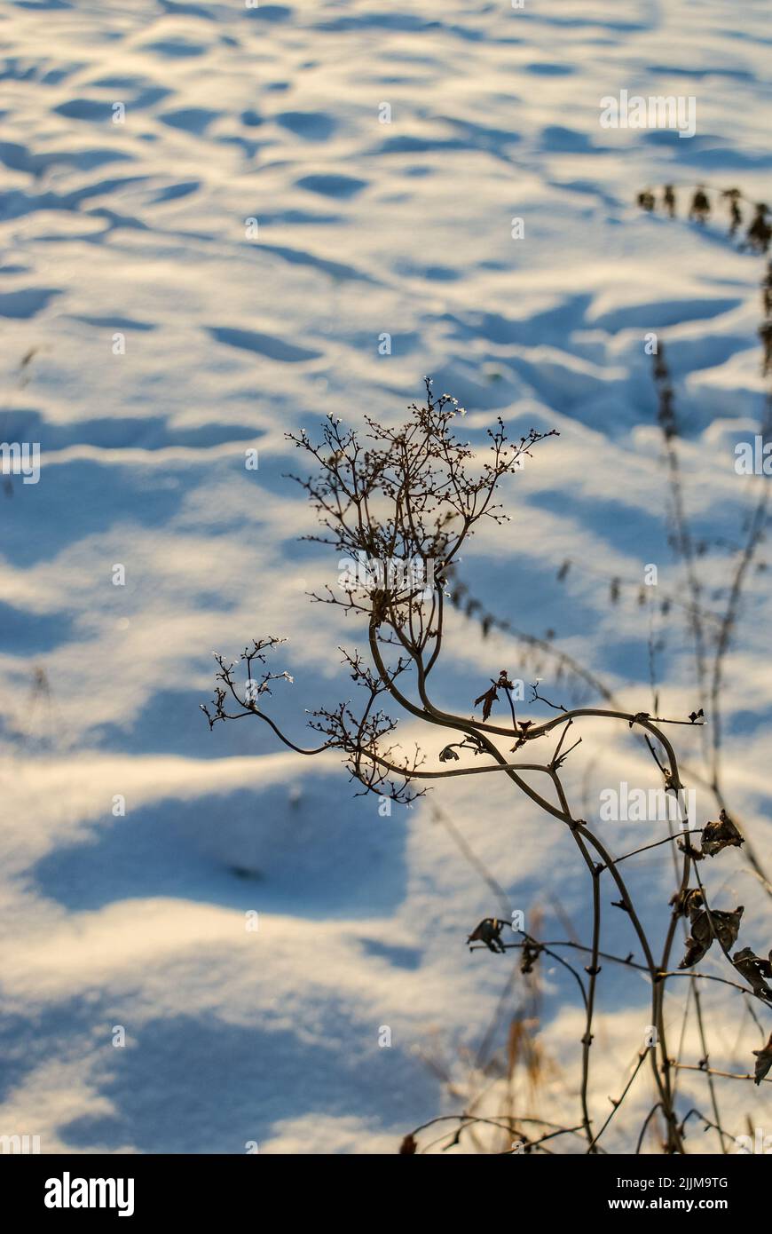 A vertical closeup of snowy ground and dry grass Stock Photo - Alamy