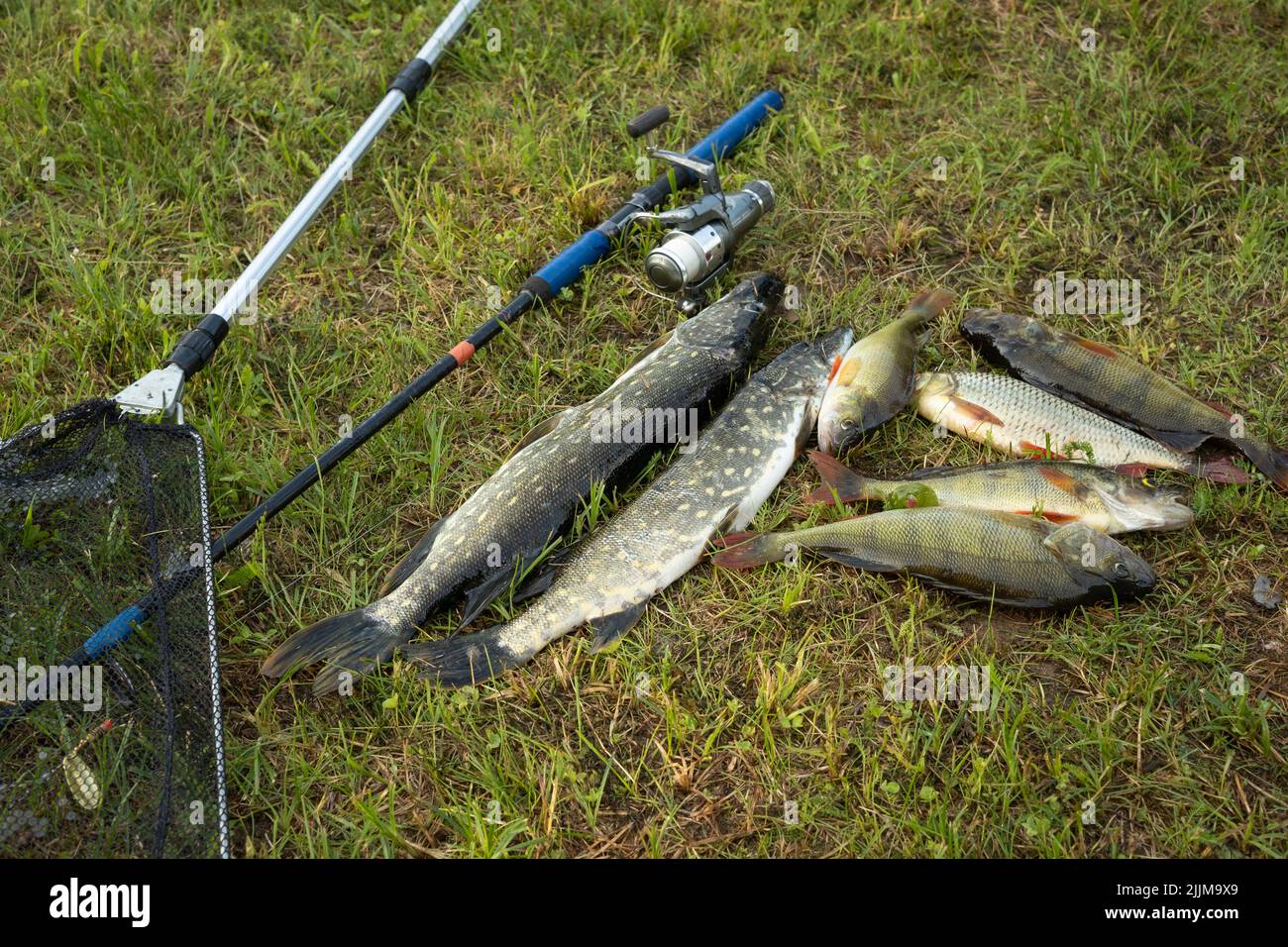 The big catch in early summer morning Stock Photo