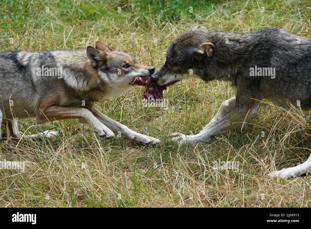 Mascha hi-res stock photography and images - Page 2 - Alamy
