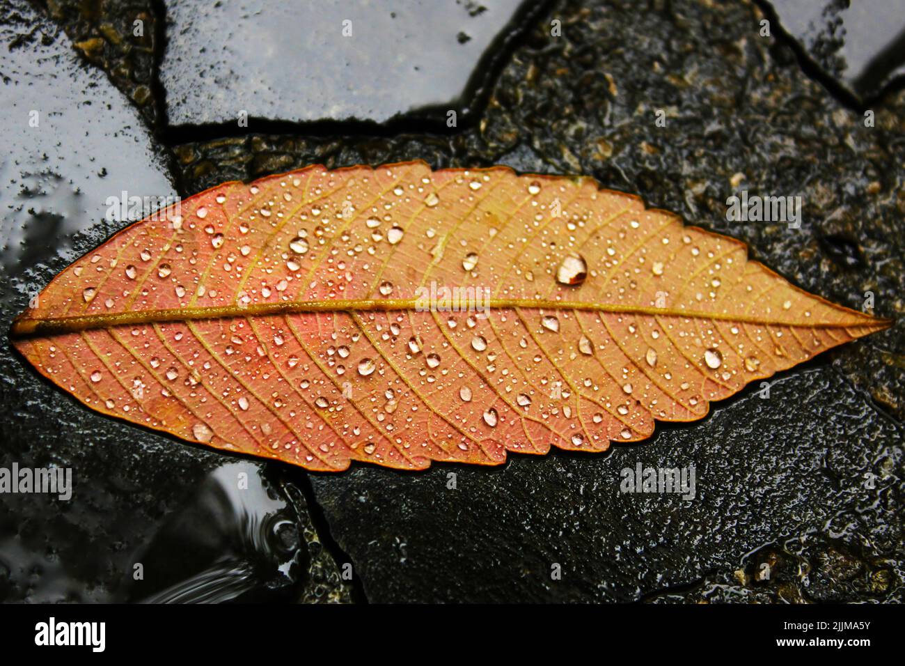 A yellow fallen leaf on the wet ground Stock Photo